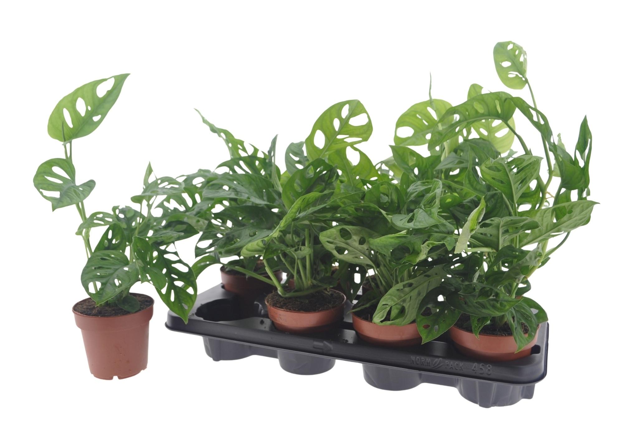 Горшечные цветы и растения оптом Monstera Adansonii от 8шт из Голландии с доставкой по России Горшечные цветы и растения оптом Monstera Adansonii от 8шт из Голландии с доставкой по России