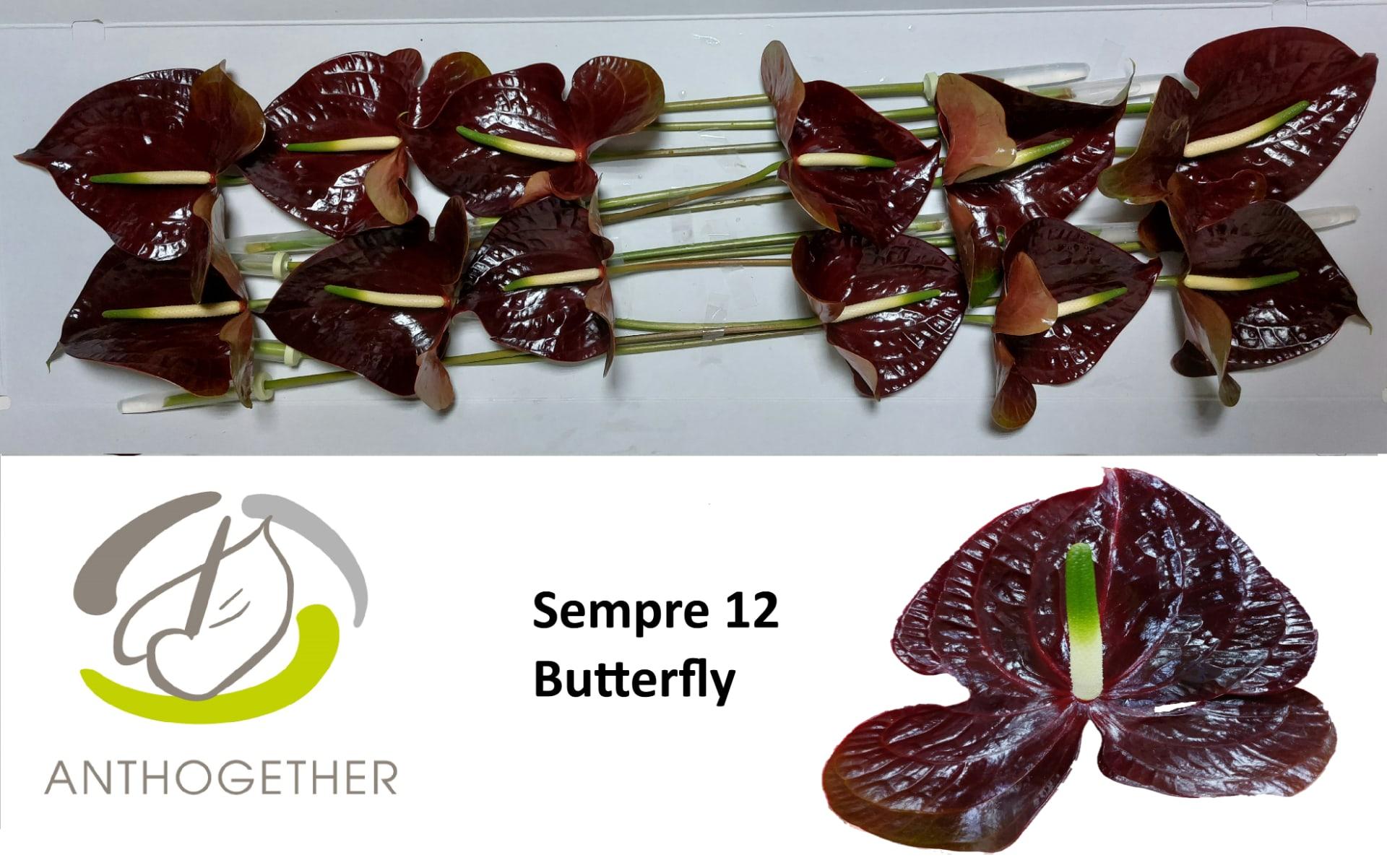 Срезанные цветы оптом Anthurium sempre от 12шт из Голландии с доставкой по России