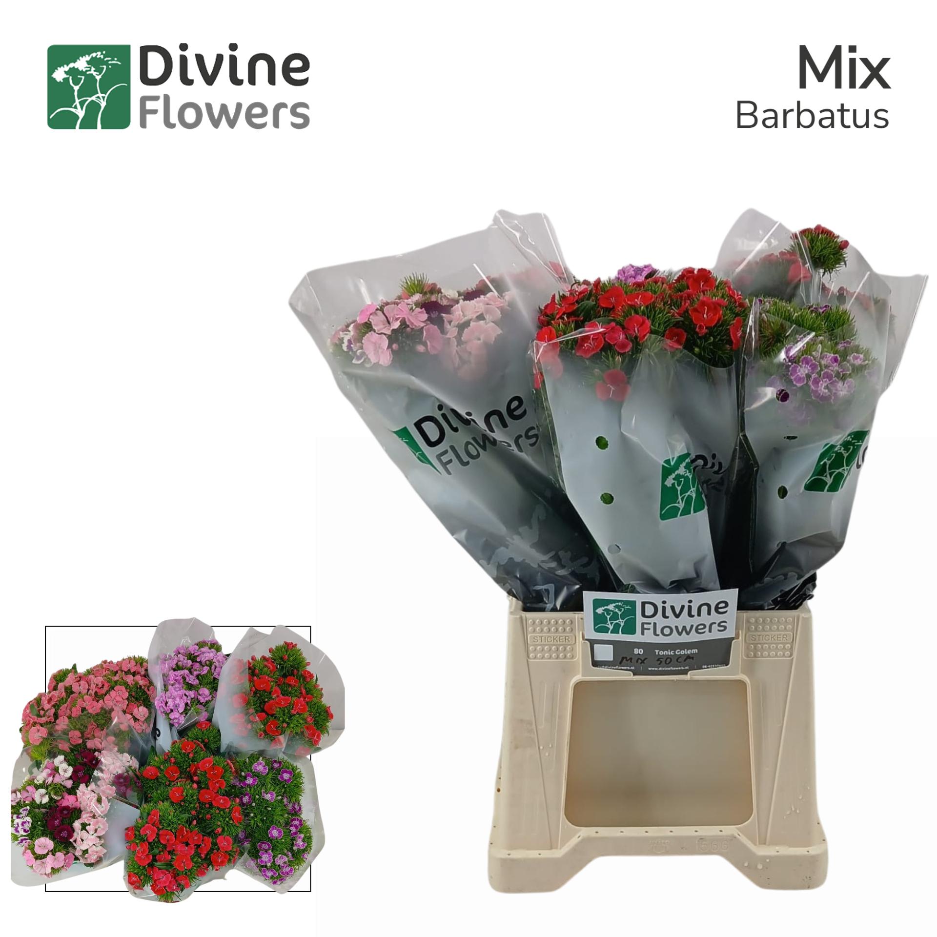 Срезанные цветы оптом Dianthus br mix in bucket от 90шт из Голландии с доставкой по России