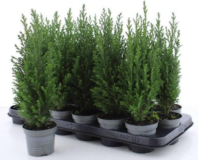 Горшечные цветы и растения оптом Cham L Ellwoodii от 18шт (для телеги) из Голландии с доставкой по России