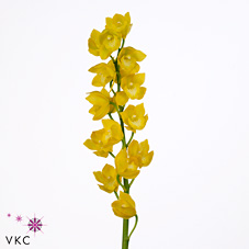 Срезанные цветы оптом Minicymbidium yellow kasuda fantasy carioca от 6шт.. из Голландии с доставкой по России