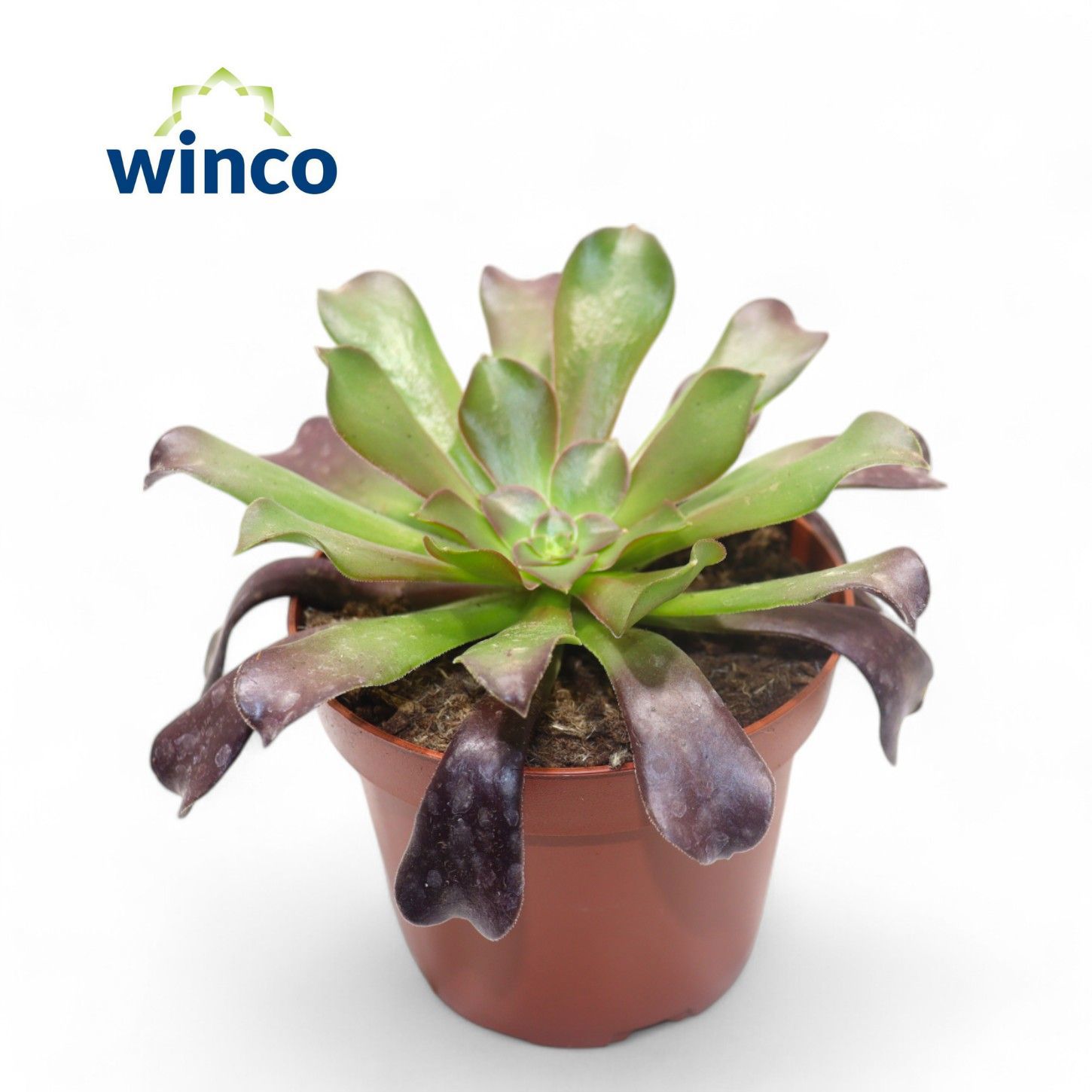 Горшечные цветы и растения оптом Aeonium Ab. Velours от 9шт из Голландии с доставкой по России