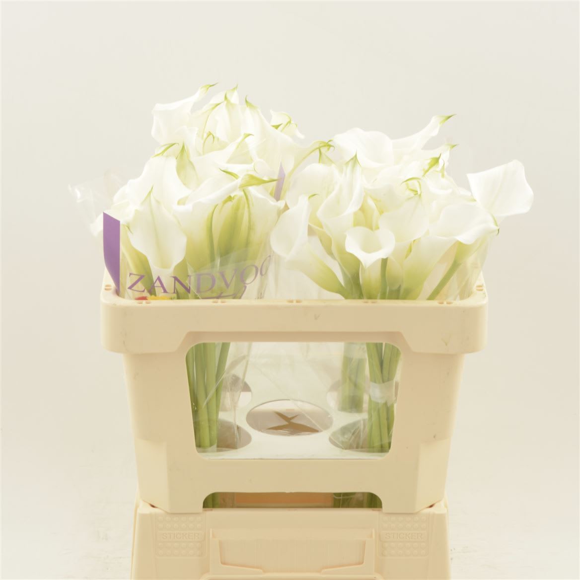 Срезанные цветы оптом Zantedeschia white mambo от 40шт из Голландии с доставкой по России