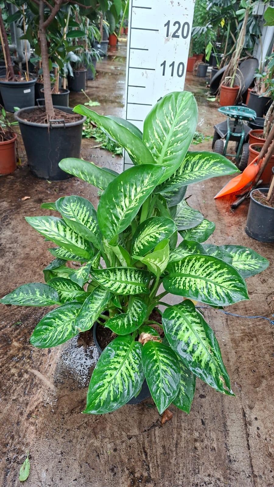 Горшечные цветы и растения оптом Dieffenbachia Maroba 100 от 1шт из Голландии с доставкой по России