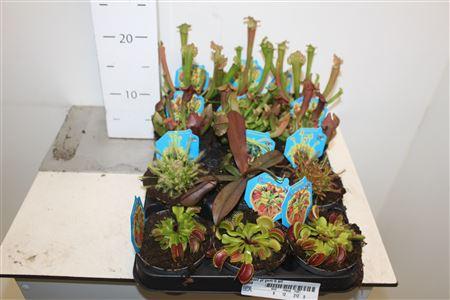 Горшечные цветы и растения оптом Vleeset Pl Gem 6 Srt от 12шт (для телеги) из Голландии с доставкой по России