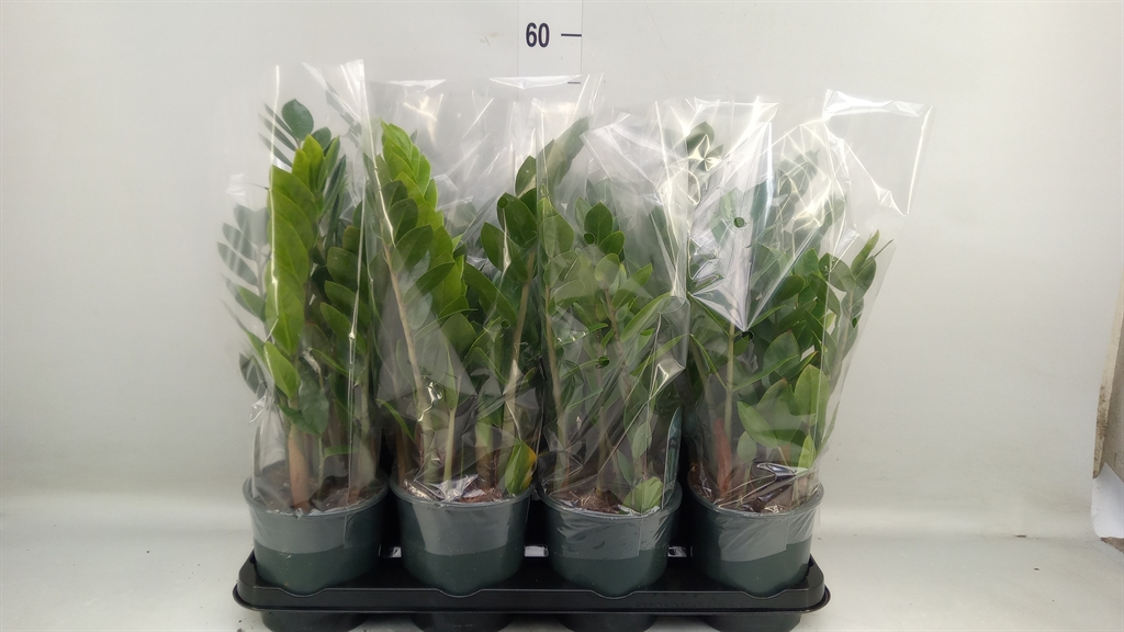 Горшечные цветы и растения оптом Zamioculcas Zamiifolia от 8шт из Голландии с доставкой по России