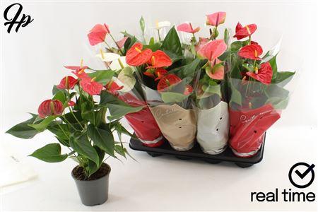 Горшечные цветы и растения оптом Anthu An Gem 4 Kl 5-6 Bloemen+ от 8шт из Голландии с доставкой по России