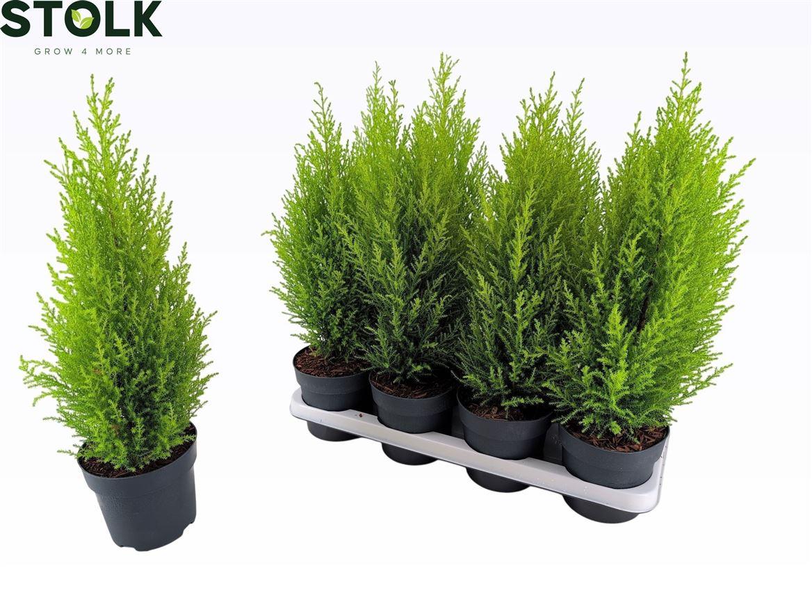 Горшечные цветы и растения оптом Cupressus Goldcrest Wilma от 8шт из Голландии с доставкой по России