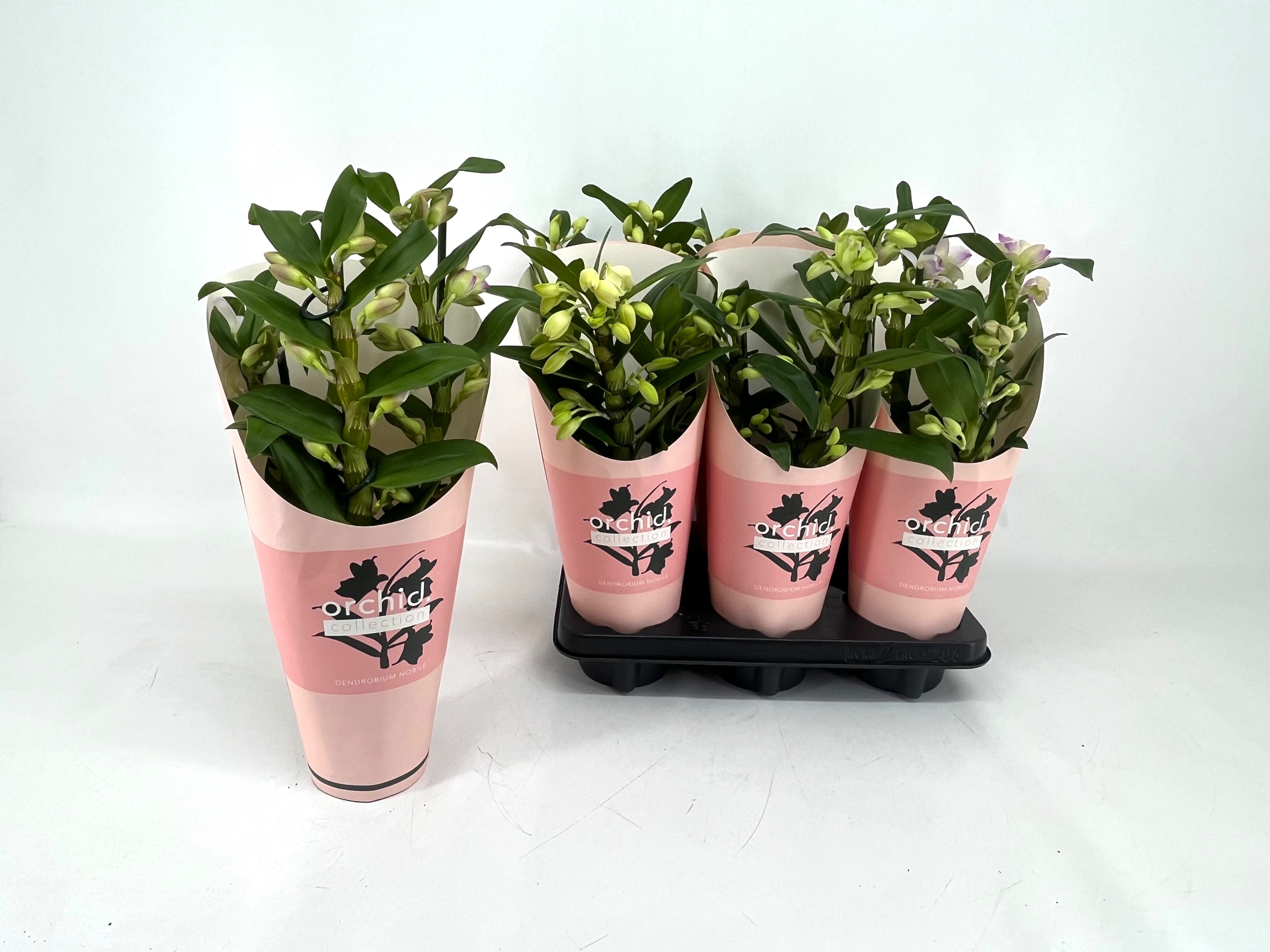 Горшечные цветы и растения оптом Dendr N Gem от 6шт из Голландии с доставкой по России