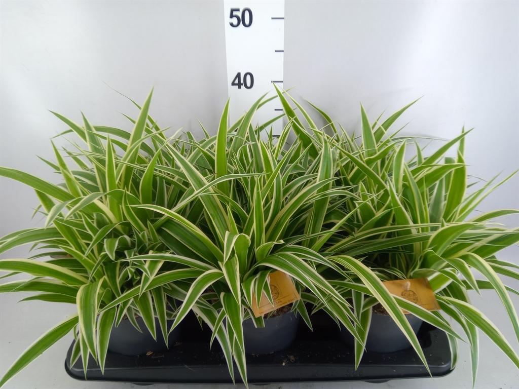 Горшечные цветы и растения оптом Chlorophytum Com. ocean от 6шт из Голландии с доставкой по России