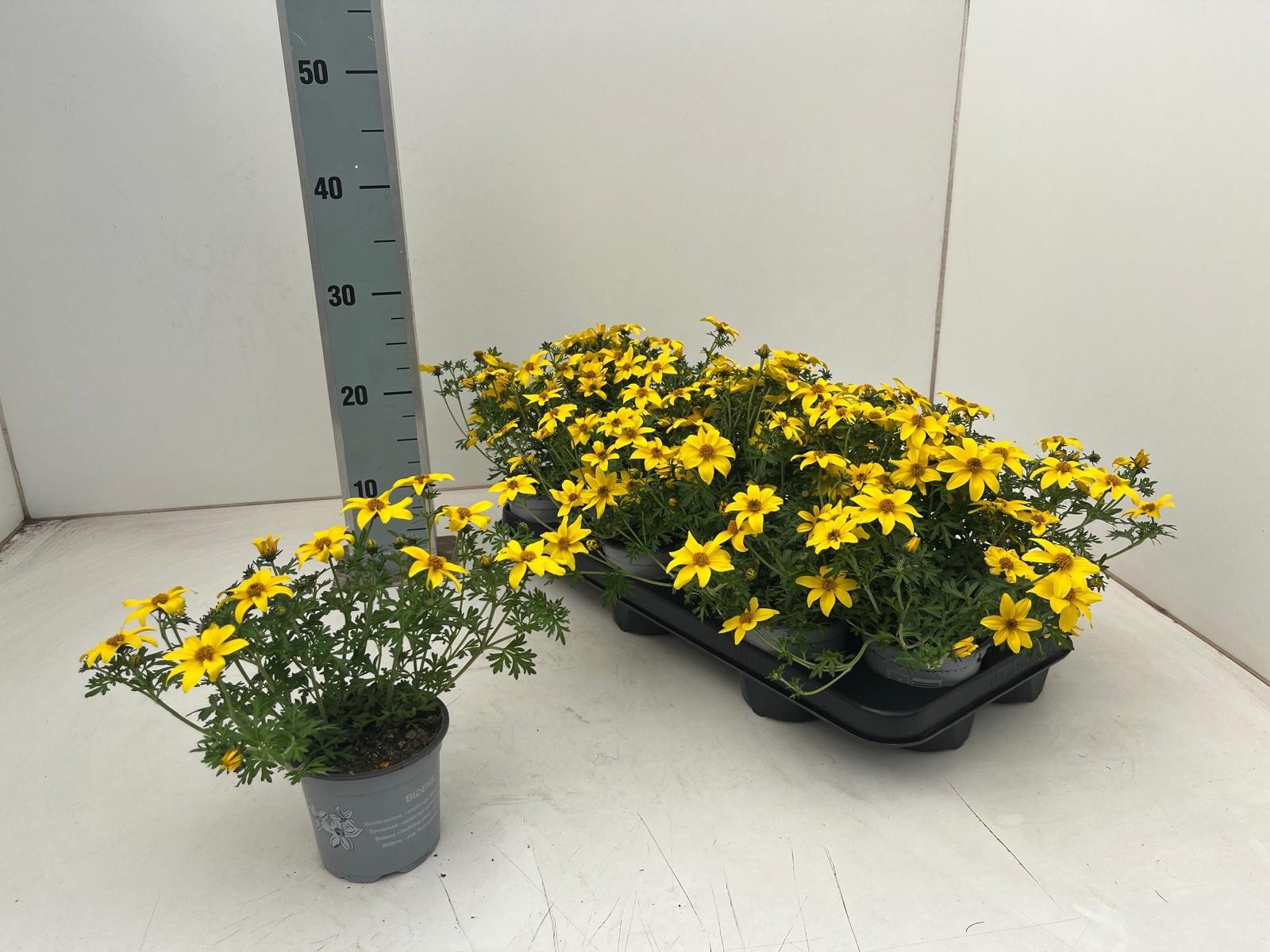 Горшечные цветы и растения оптом Bid Yellow Charm от 12шт из Голландии с доставкой по России
