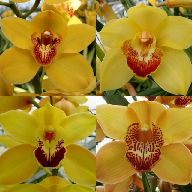 Срезанные цветы оптом Cymbidium yellow от 6шт из Голландии с доставкой по России