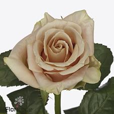 Срезанные цветы оптом Rosa garden sand dune от 18шт из Голландии с доставкой по России