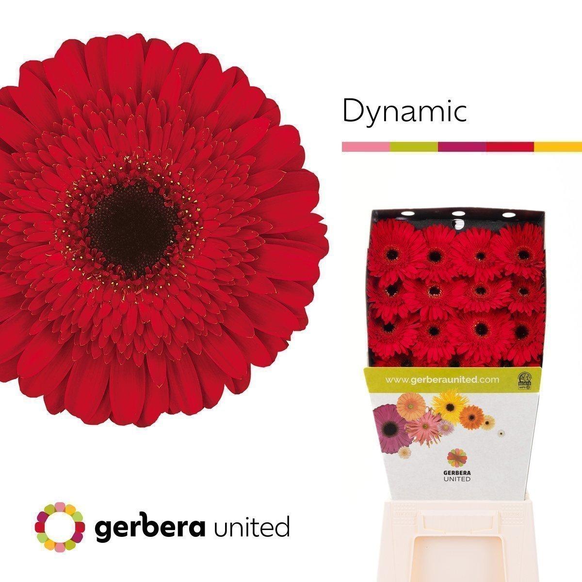Срезанные цветы оптом Gerbera diamond dynamic от 15шт из Голландии с доставкой по России