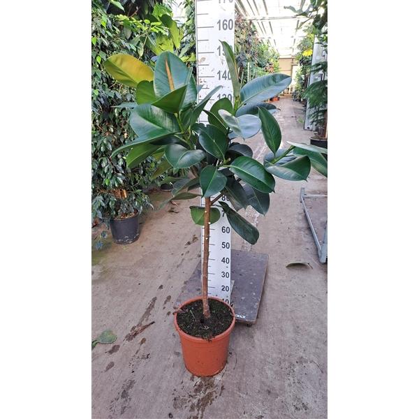 Горшечные цветы и растения оптом Ficus El Robusta On Stem от 1шт из Голландии с доставкой по России