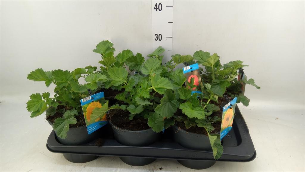 Горшечные цветы и растения оптом Geum Chiloense от 6шт из Голландии с доставкой по России