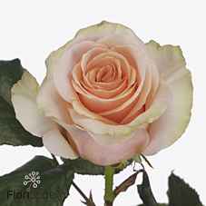 Срезанные цветы оптом Rosa la delphine! от 30шт из Голландии с доставкой по России