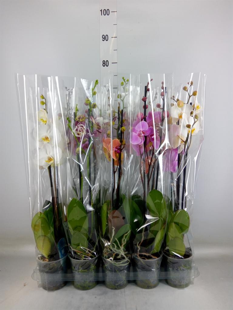 Горшечные цветы и растения оптом Phal 1st Mix 6/9 (maarel) от 10шт из Голландии с доставкой по России