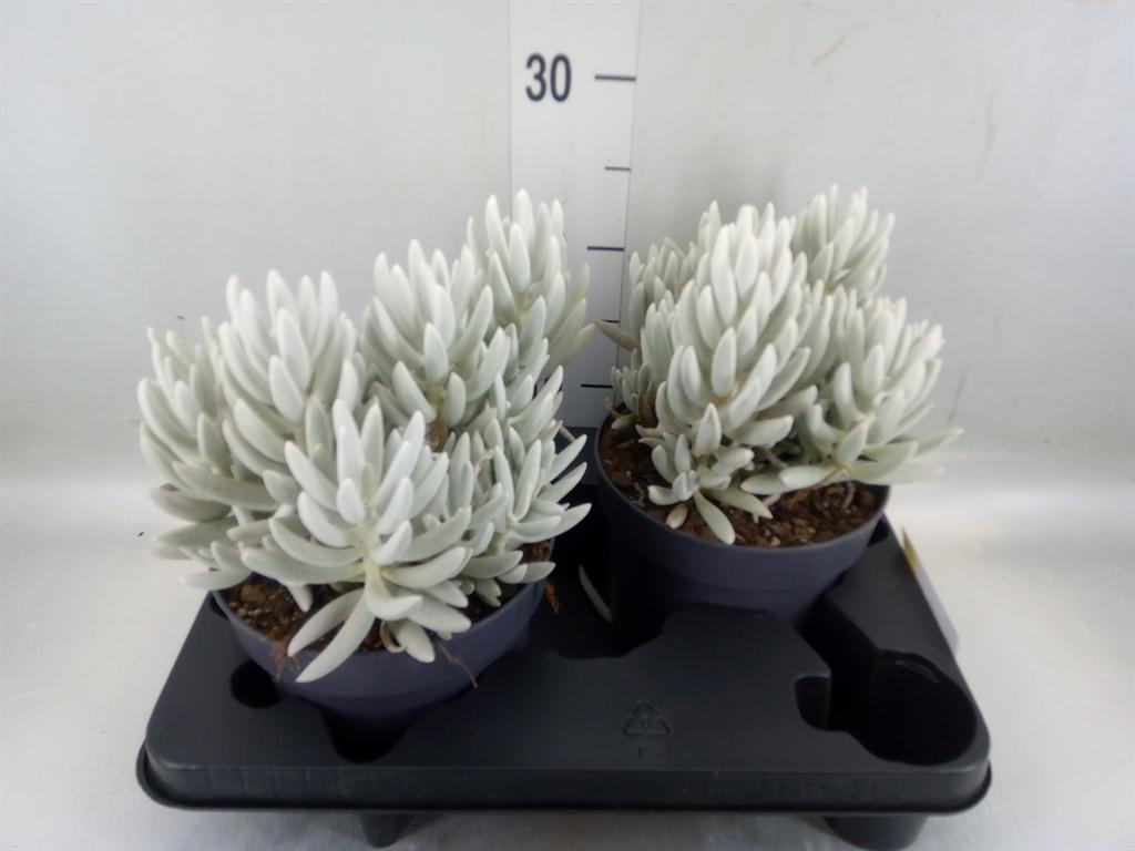 Горшечные цветы и растения оптом Senecio   ... от 2шт из Голландии с доставкой по России