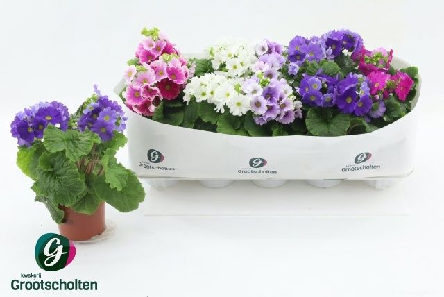 Горшечные цветы и растения оптом Prim Ob Sweetk A Gem от 10шт из Голландии с доставкой по России