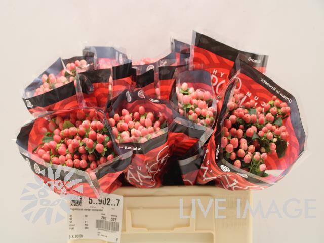 Срезанные цветы оптом Hypericum sweet romance от 90шт из Голландии с доставкой по России