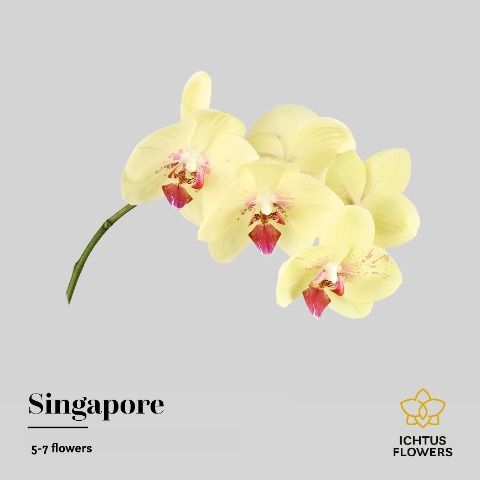 Срезанные цветы оптом Phalaenopsis arezzo (per stem) от 24шт из Голландии с доставкой по России