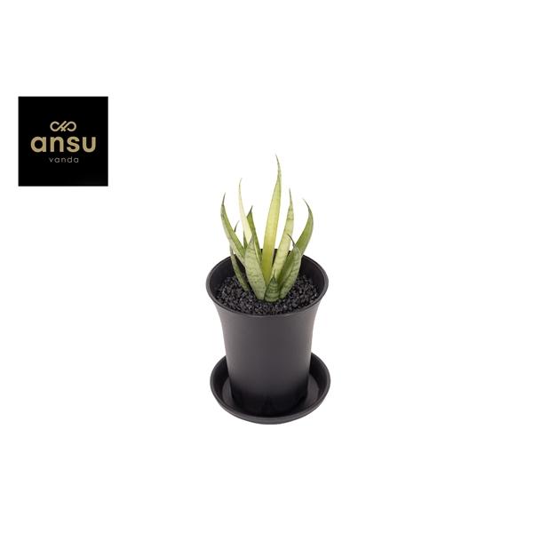 Горшечные цветы и растения оптом Sansevieria Comet Chrysanta Lemon In Sierpot от 9шт (для телеги) из Голландии с доставкой по России