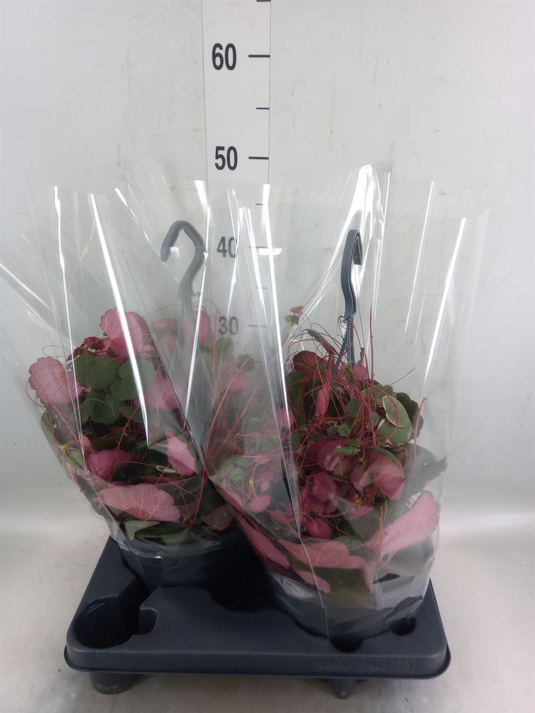 Горшечные цветы и растения оптом Saxifraga Stol. tricolor от 2шт из Голландии с доставкой по России
