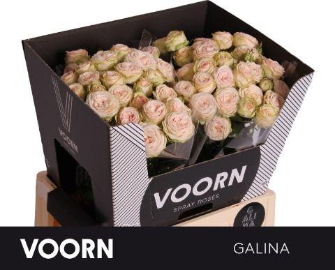 Срезанные цветы оптом Rosa spray galina от 30шт из Голландии с доставкой по России
