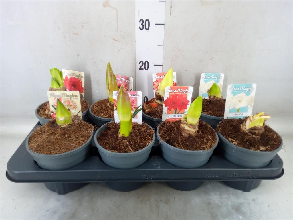 Горшечные цветы и растения оптом Hippeastrum   ... от 8шт из Голландии с доставкой по России