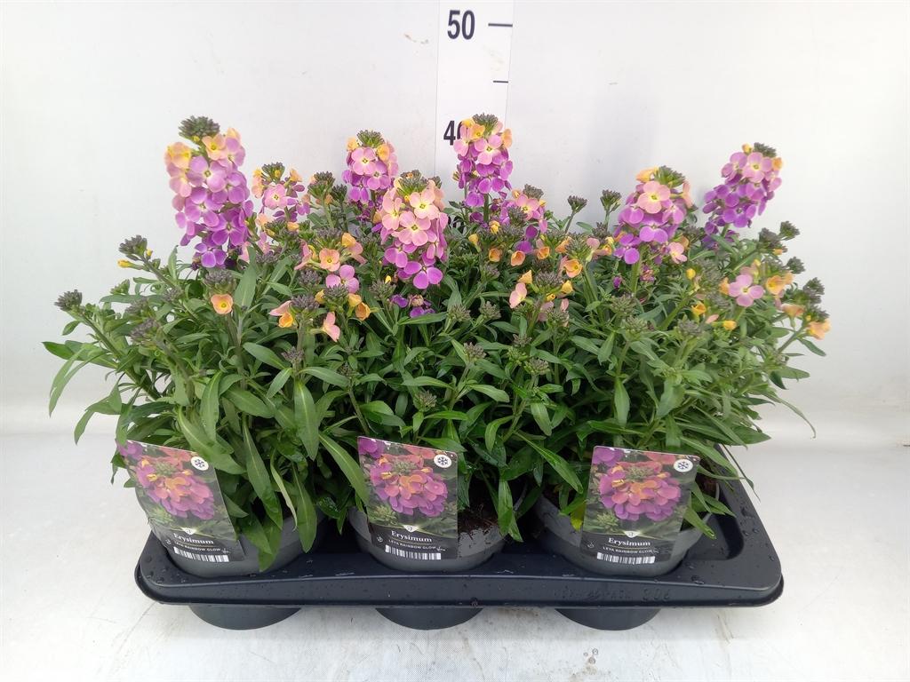 Горшечные цветы и растения оптом Erysimum   ... от 6шт из Голландии с доставкой по России