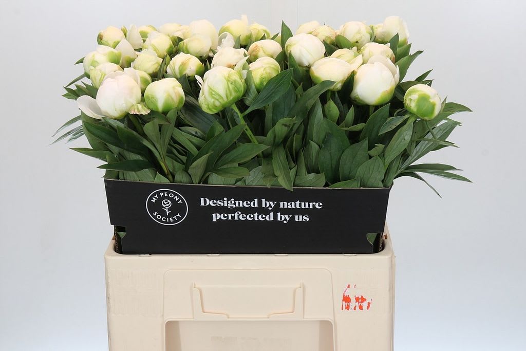 Срезанные цветы оптом Paeonia claude tain от 40шт.. из Голландии с доставкой по России