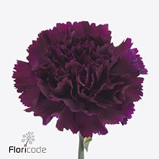 Срезанные цветы оптом Dianthus st florigene moontea от 80шт. из Голландии с доставкой по России