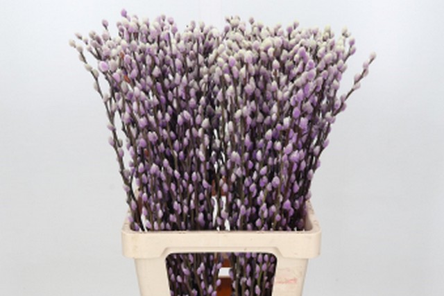 Срезанные цветы оптом Salix paint pussy willow purple light от 200шт из Голландии с доставкой по России