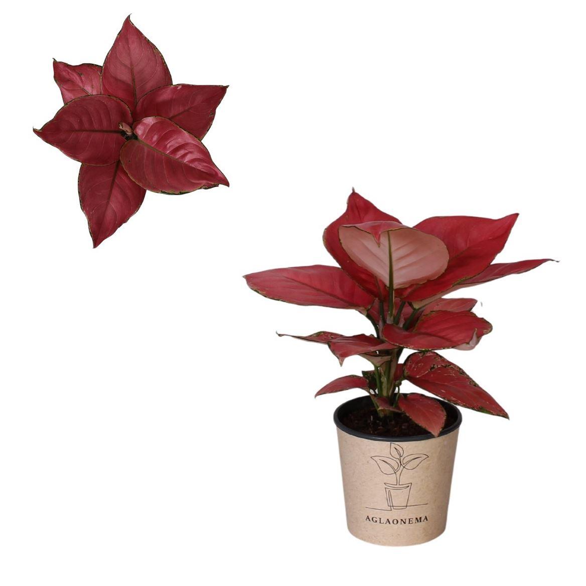 Горшечные цветы и растения оптом Aglaonema Ruby Red от 4шт из Голландии с доставкой по России