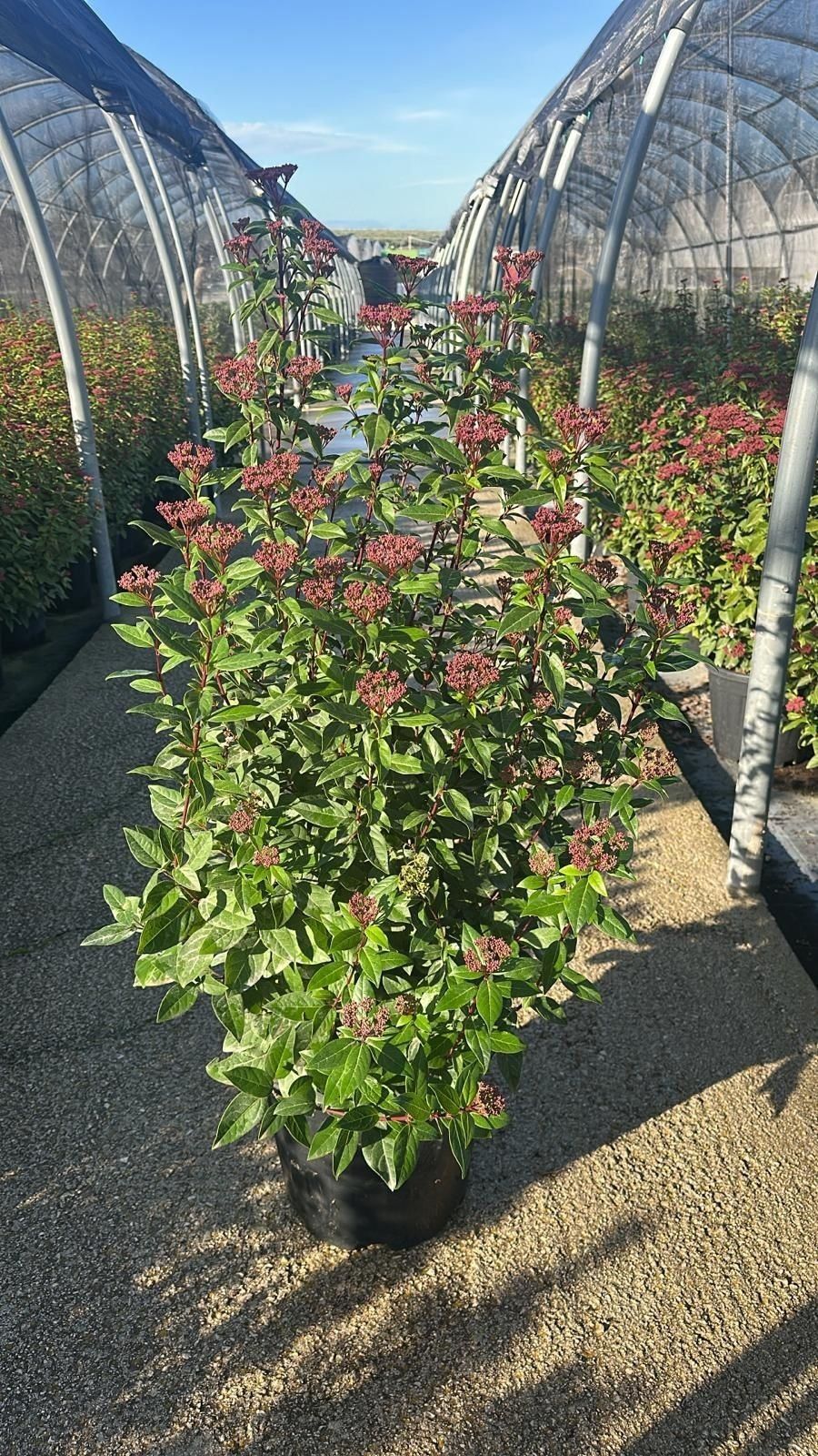 Горшечные цветы и растения оптом Vibu Tinus Spirit от 1шт из Голландии с доставкой по России