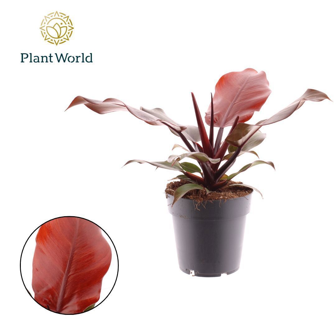 Горшечные цветы и растения оптом Philodendron Cherry Red от 7шт из Голландии с доставкой по России