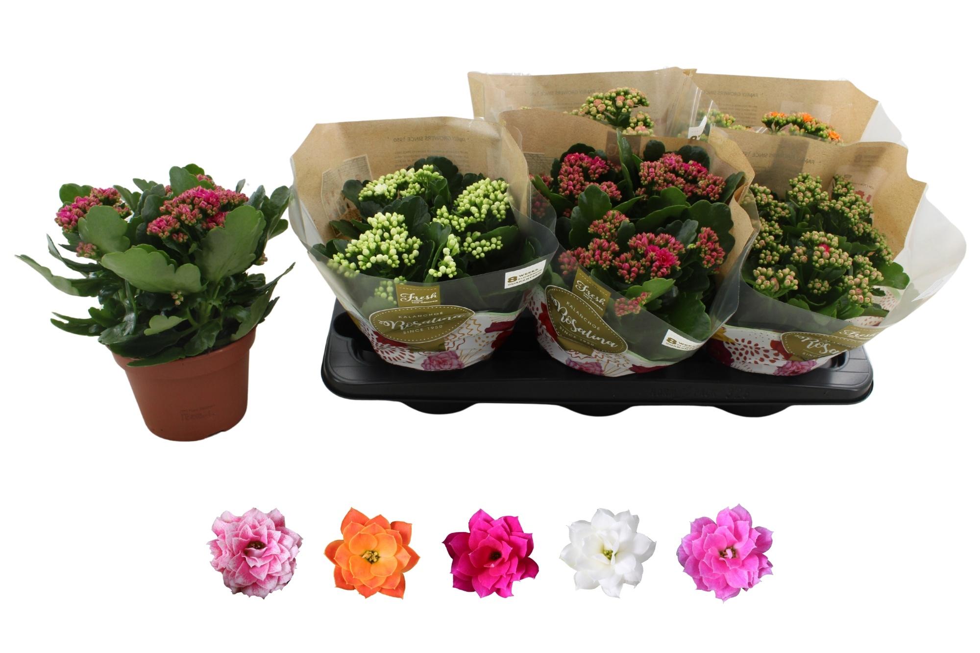 Горшечные цветы и растения оптом Kal Ge Ro Gem 5 Kl от 6шт из Голландии с доставкой по России