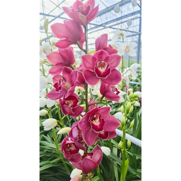 Срезанные цветы оптом Cymbidium red pretty jennifer от 6шт. из Голландии с доставкой по России