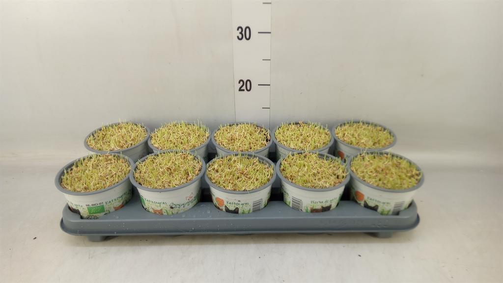 Горшечные цветы и растения оптом Hordeum Sp.   ...kattegras Zaai от 10шт из Голландии с доставкой по России