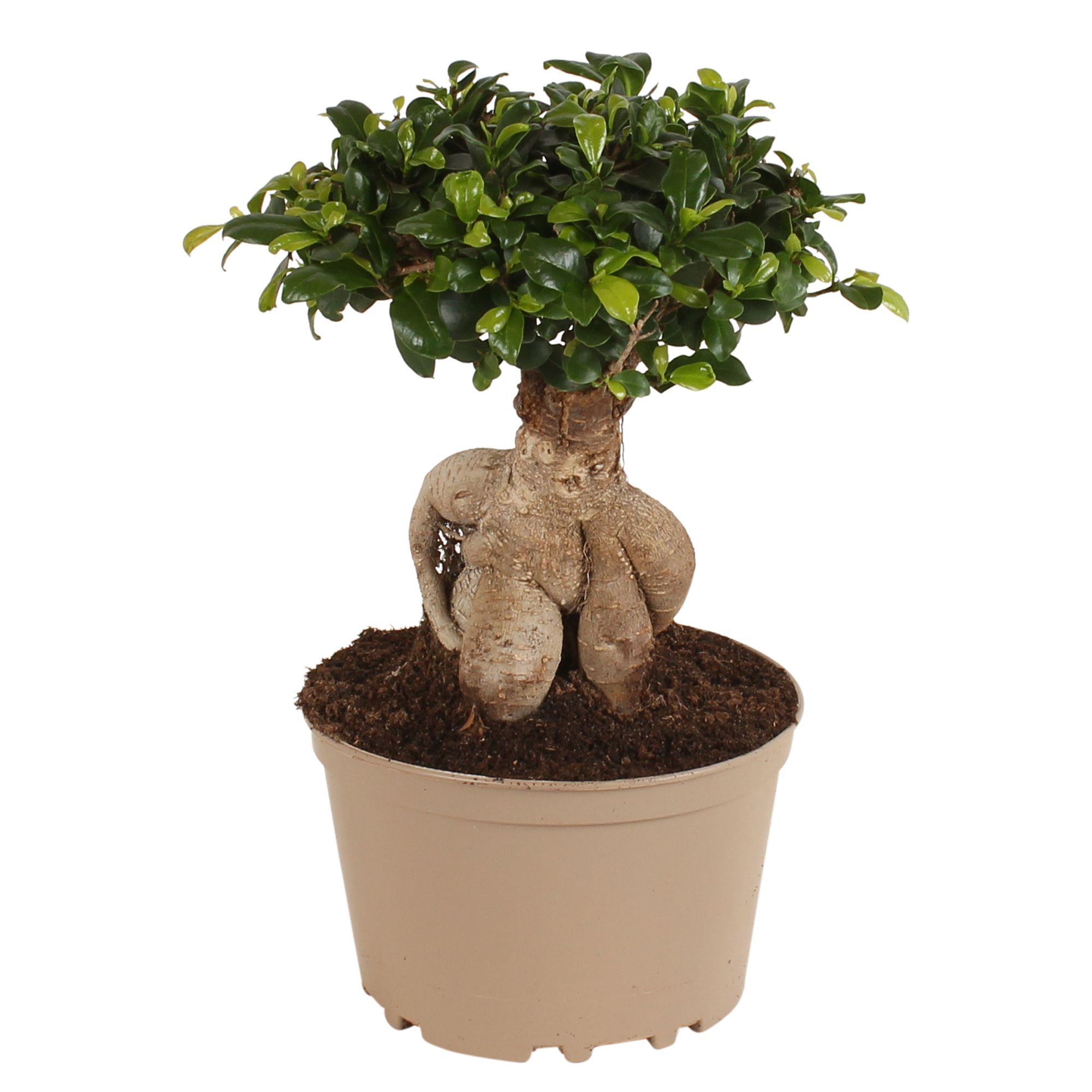 Горшечные цветы и растения оптом Ficus Ginseng от 3шт из Голландии с доставкой по России