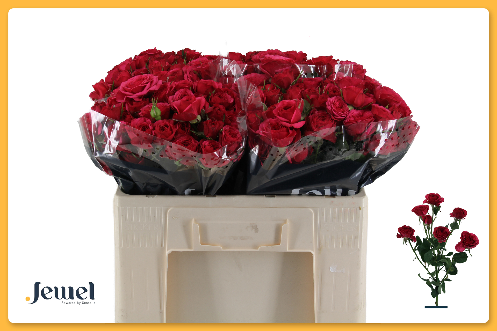 Срезанные цветы оптом Rosa spray carrie от 40шт из Голландии с доставкой по России