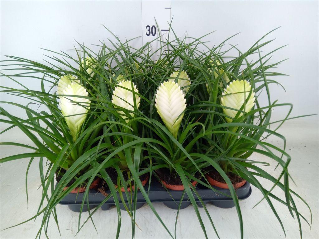 Горшечные цветы и растения оптом Tillandsia Biancini (white) от 12шт (для телеги) из Голландии с доставкой по России