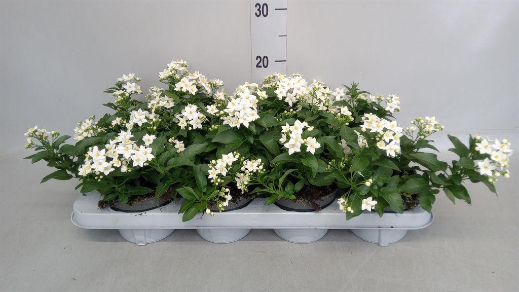 Горшечные цветы и растения оптом Solanum Jasminoides от 8шт из Голландии с доставкой по России