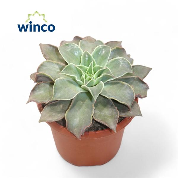 Горшечные цветы и растения оптом Echeveria Madiba от 4шт из Голландии с доставкой по России