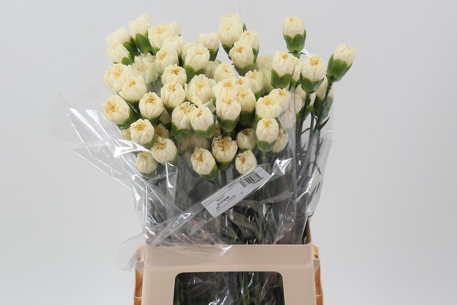 Срезанные цветы оптом Dianthus st vanilla miami от 80шт из Голландии с доставкой по России