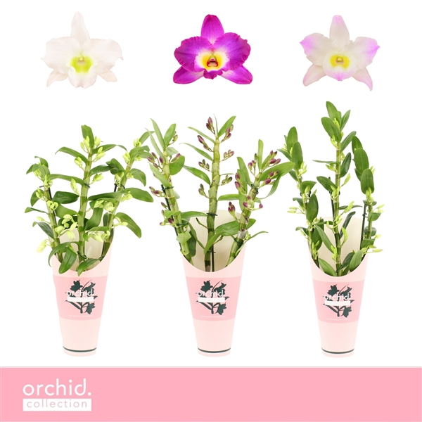 Горшечные цветы и растения оптом Den Nob 3st Mix Orchid Collection от 6шт из Голландии с доставкой по России