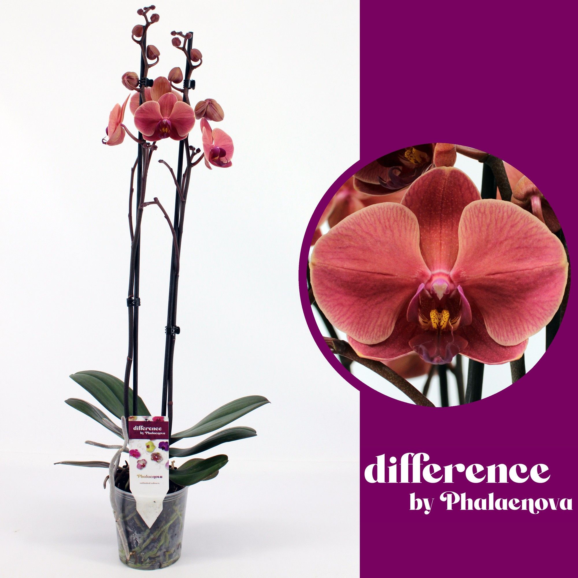 Горшечные цветы и растения оптом Phal 2st Nabonne (phalaenova) от 10шт из Голландии с доставкой по России