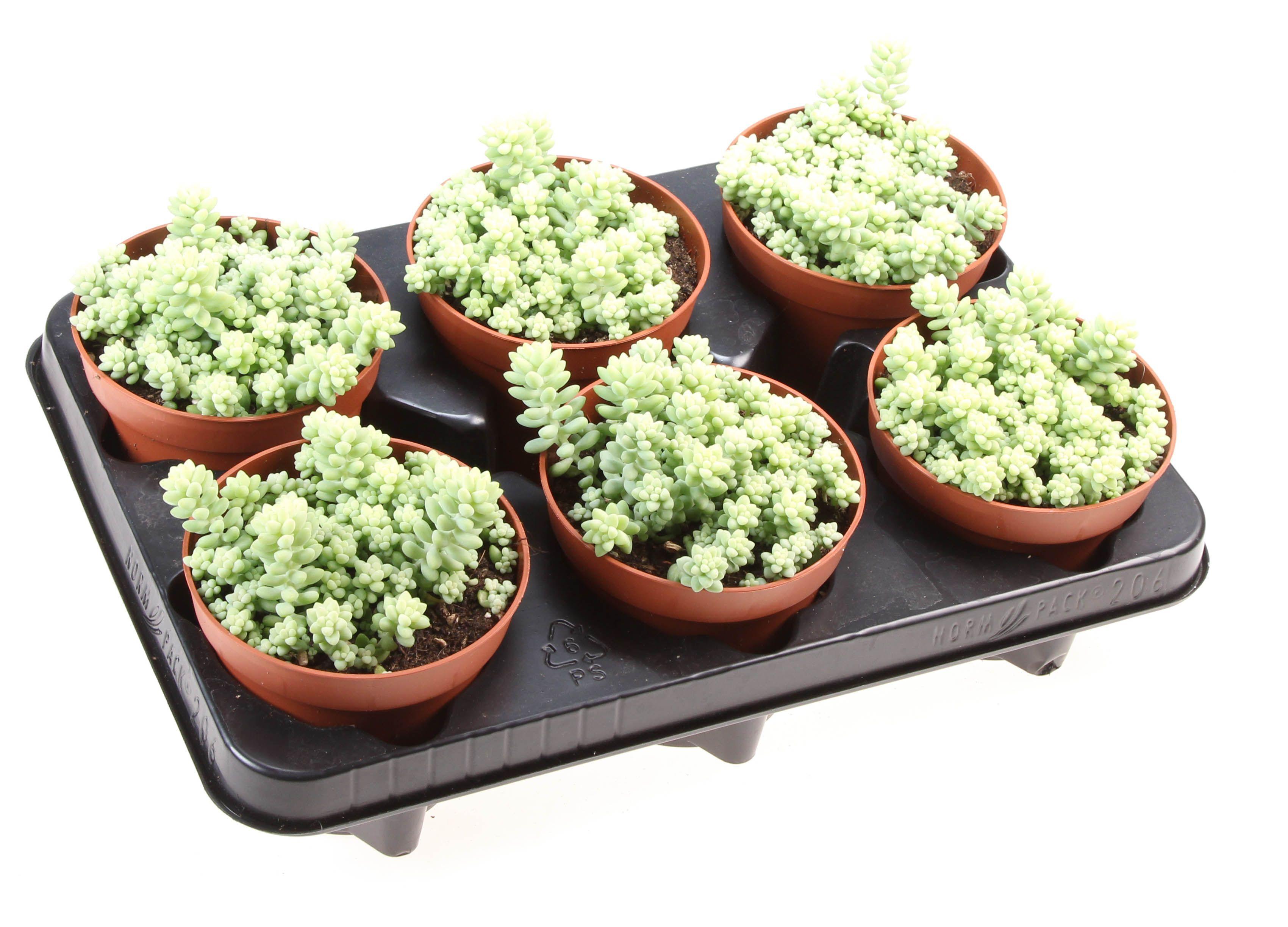 Горшечные цветы и растения оптом Sedum Burrito от 6шт из Голландии с доставкой по России