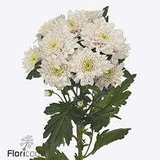 Срезанные цветы оптом Chrys sp pastela rose от 80шт из Голландии с доставкой по России